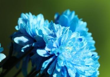 Photo of Beautiful light blue flowers with water drops on blurred green background, macro view