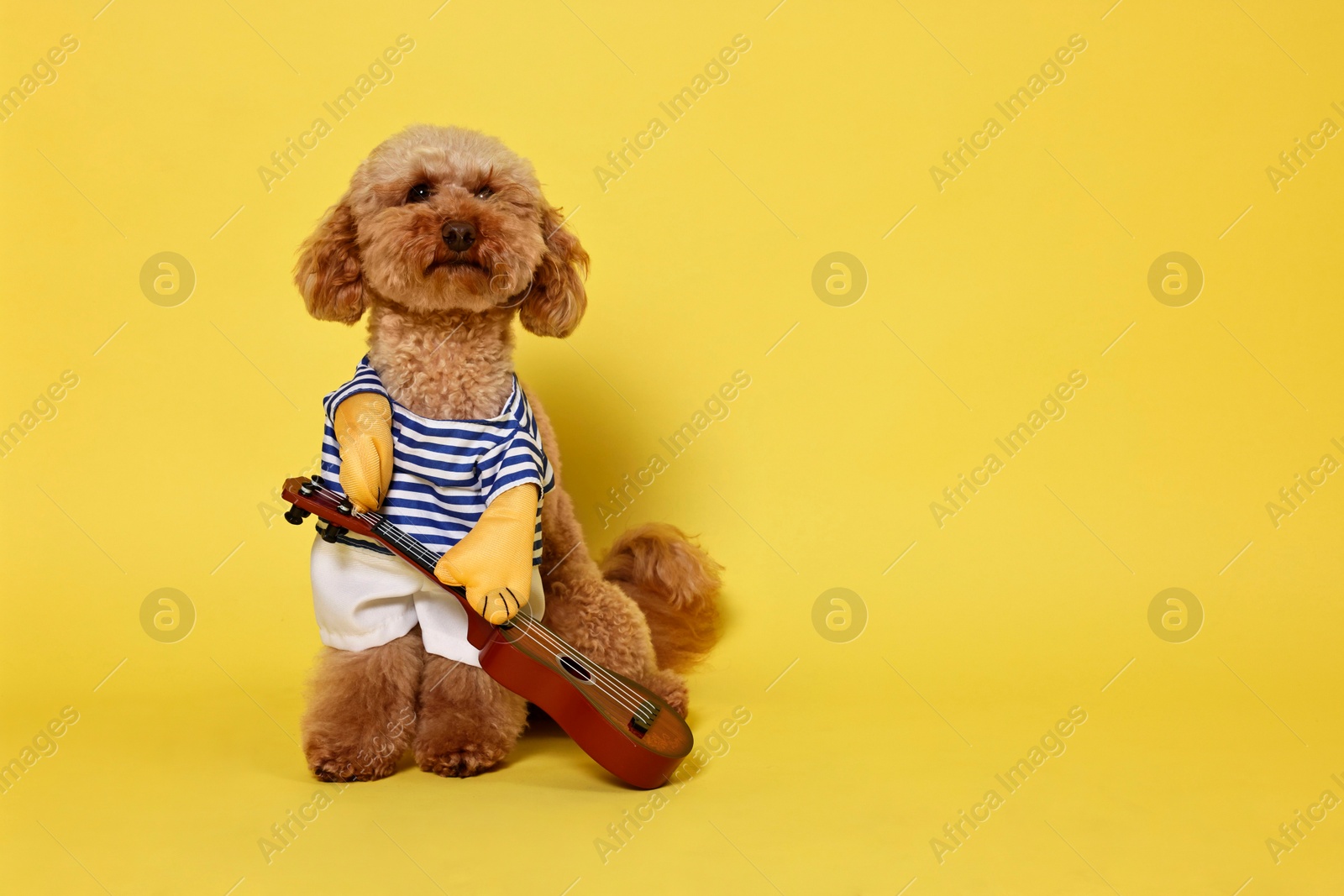 Photo of Cute Toy Poodle dog in musician costume on yellow background, space for text