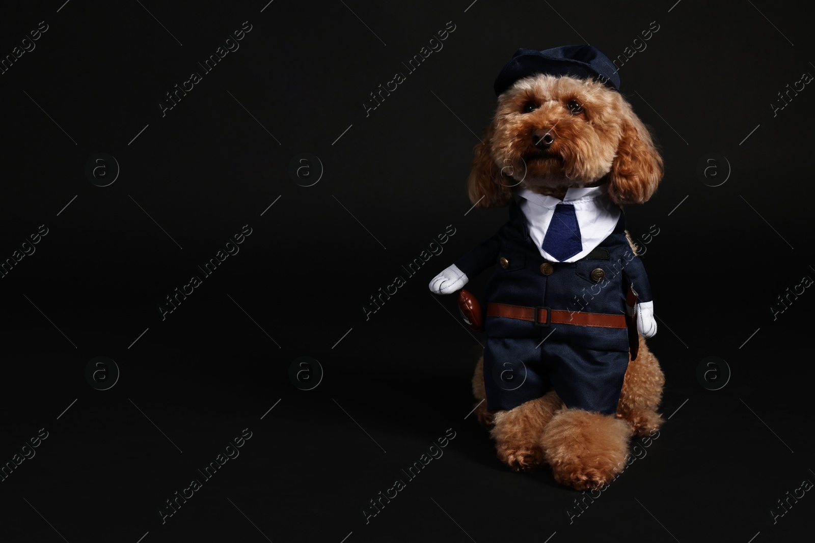 Photo of Cute Toy Poodle dog in police costume on black background, space for text