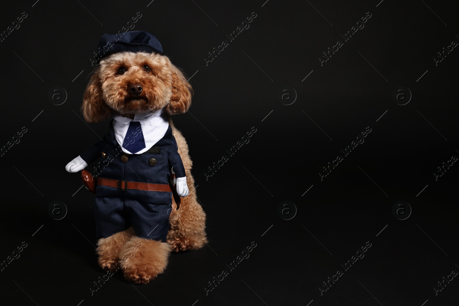 Photo of Cute Toy Poodle dog in police costume on black background, space for text