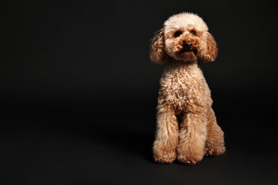 Photo of Cute Toy Poodle dog on black background, space for text. Lovely pet