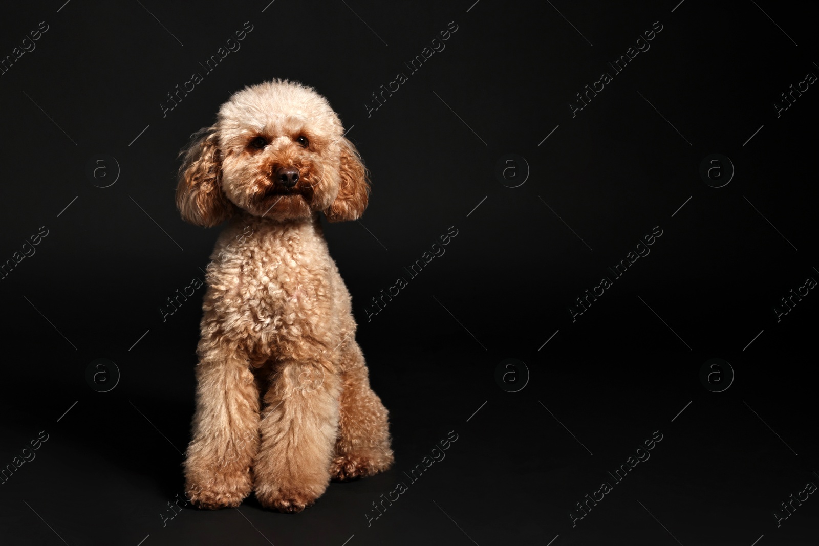 Photo of Cute Toy Poodle dog on black background, space for text. Lovely pet