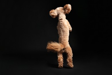 Photo of Cute Toy Poodle dog on black background. Lovely pet