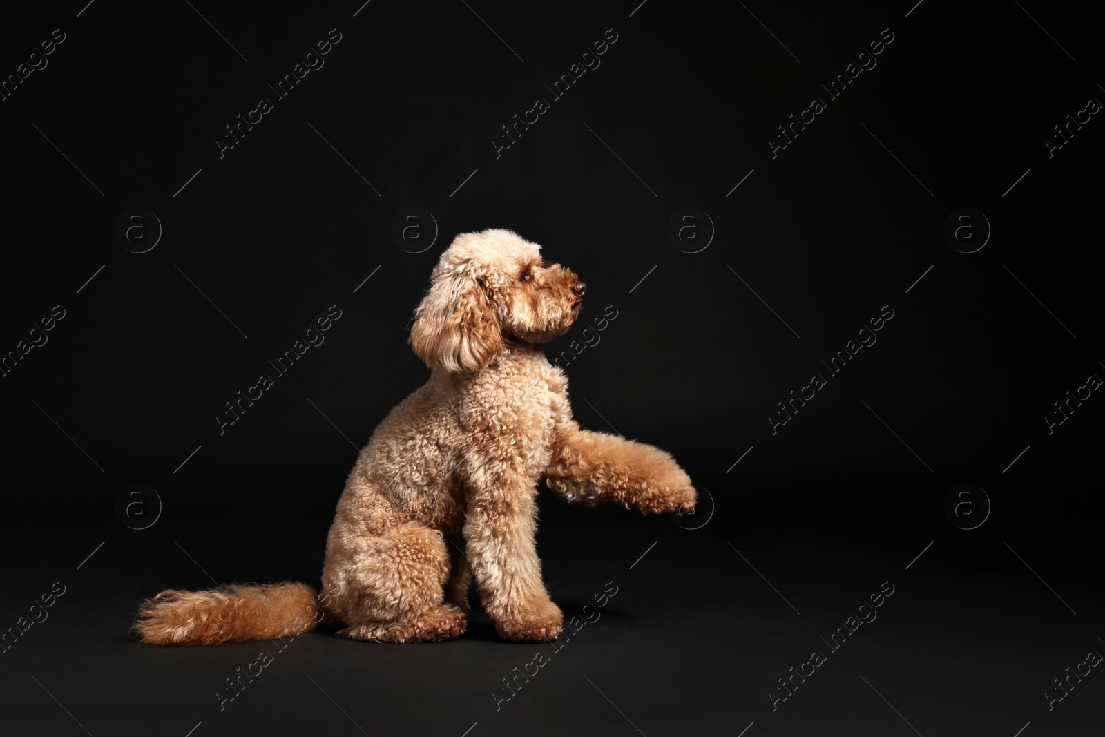 Photo of Cute Toy Poodle dog on black background, space for text. Lovely pet