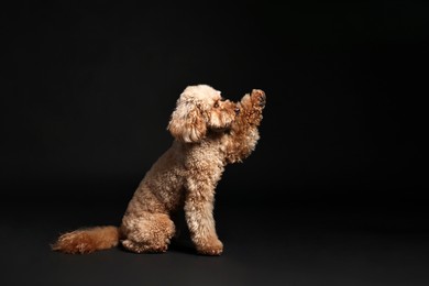 Photo of Cute Toy Poodle dog on black background. Lovely pet