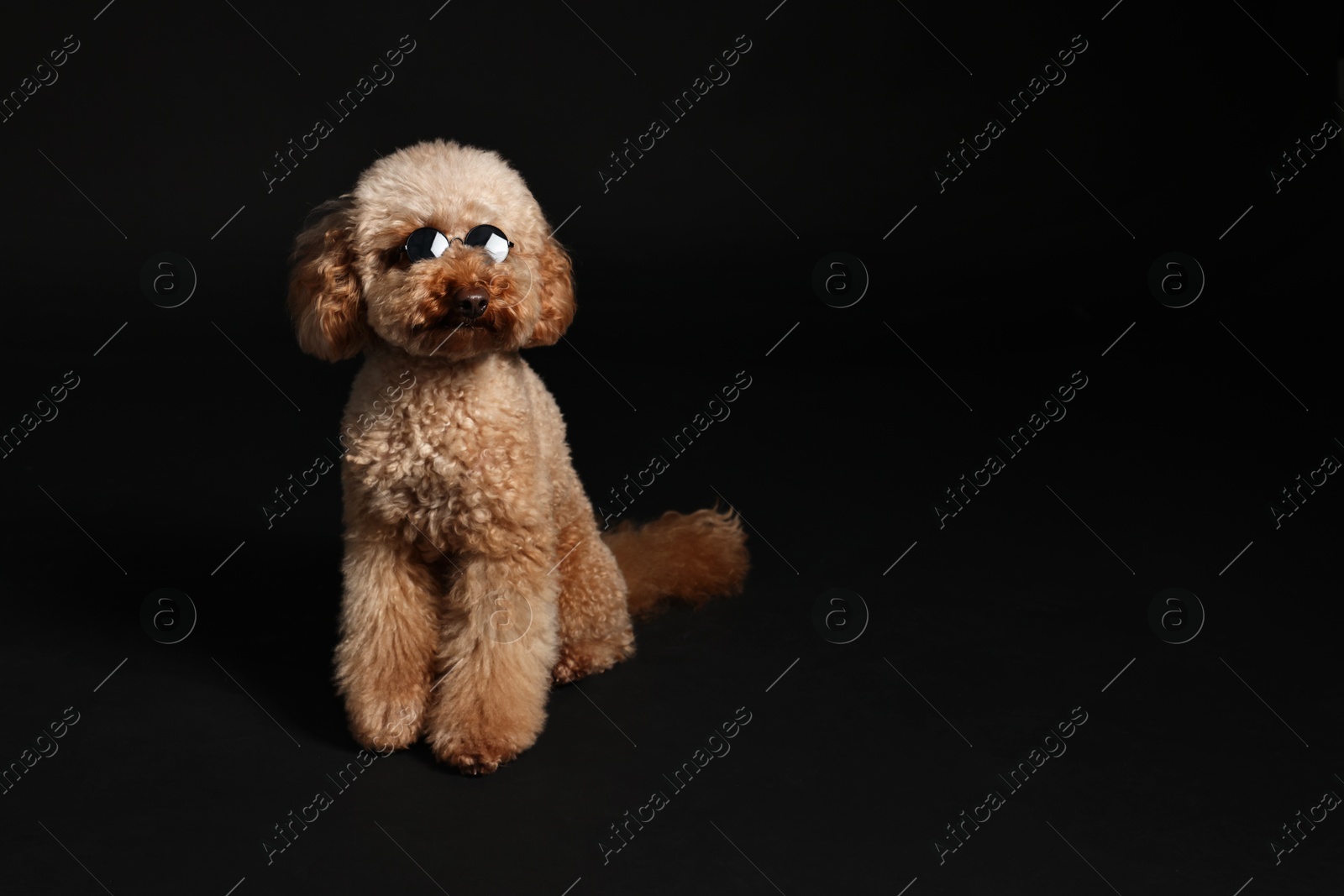 Photo of Cute Toy Poodle dog in sunglasses on black background, space for text. Lovely pet