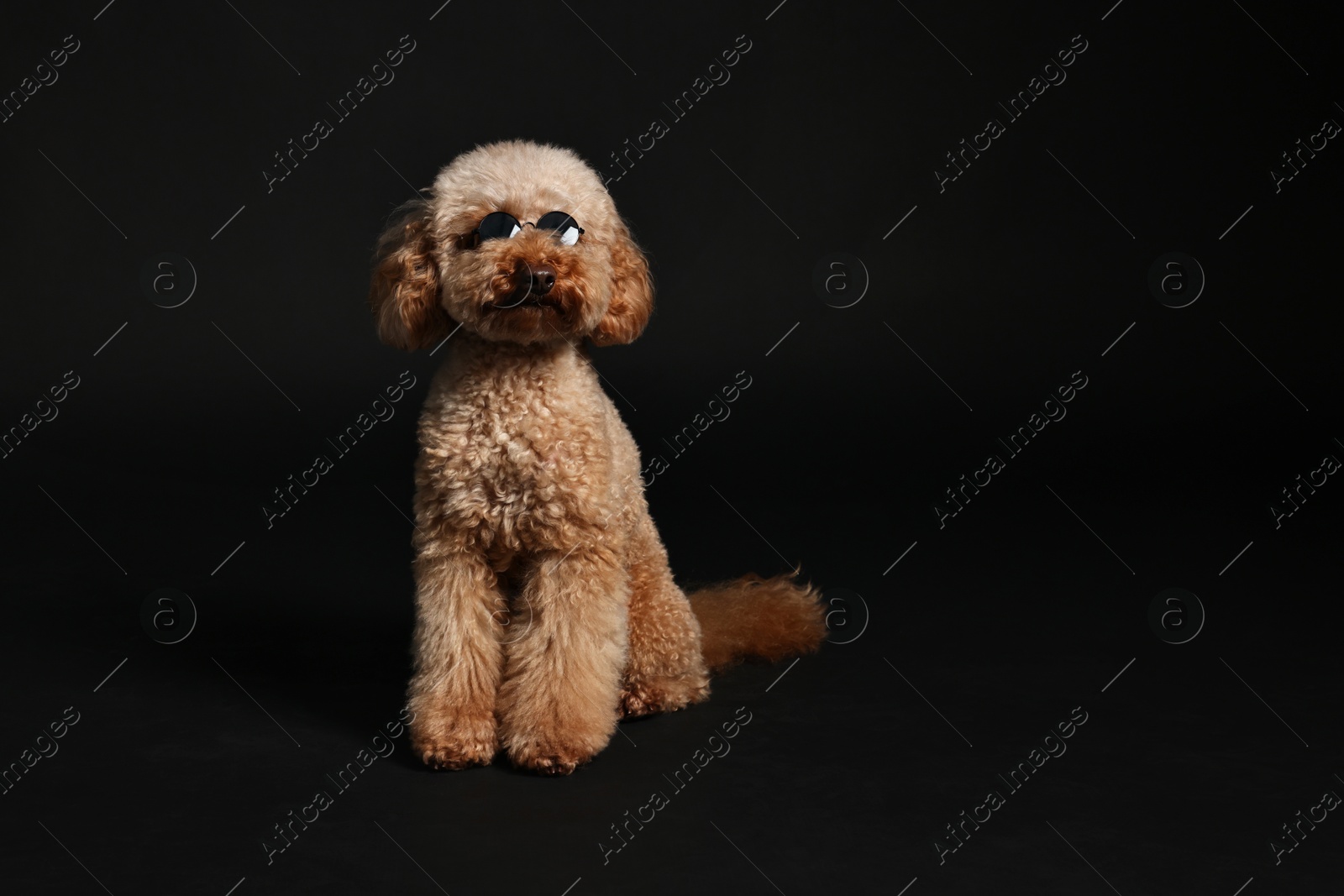 Photo of Cute Toy Poodle dog in sunglasses on black background, space for text. Lovely pet