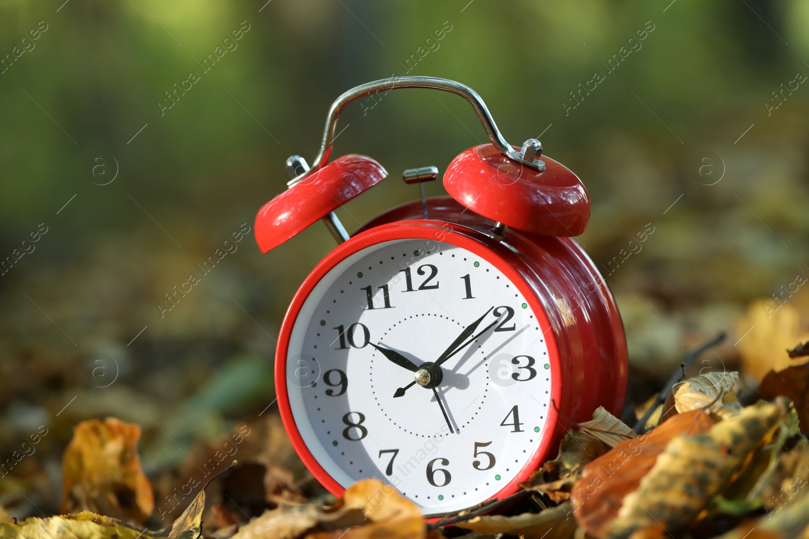 Photo of Alarm clock on fallen dry leaves outdoors, closeup