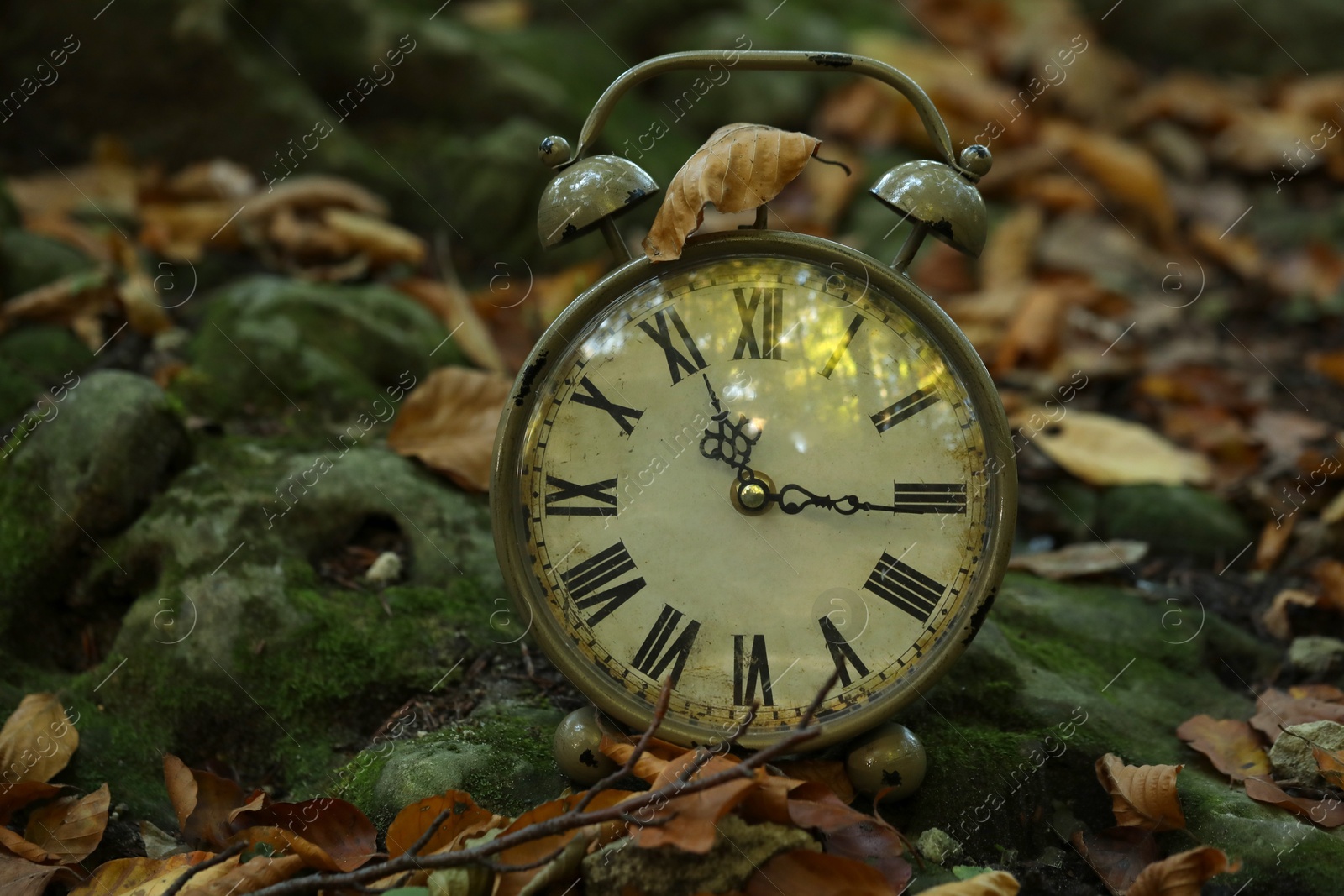 Photo of Alarm clock on fallen dry leaves outdoors, closeup