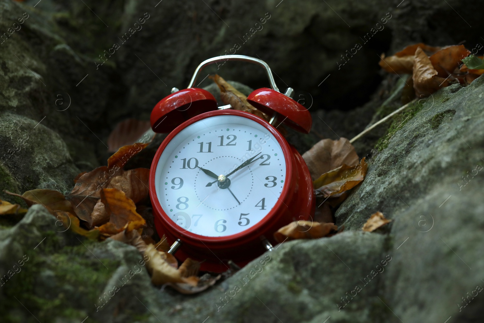 Photo of Alarm clock on fallen dry leaves and stones outdoors, closeup