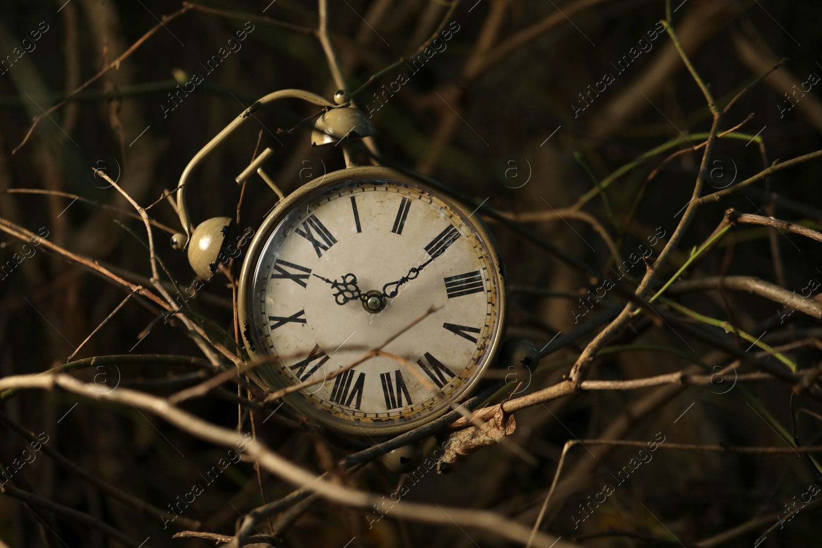 Photo of Alarm clock on dry branches outdoors, closeup. Space for text