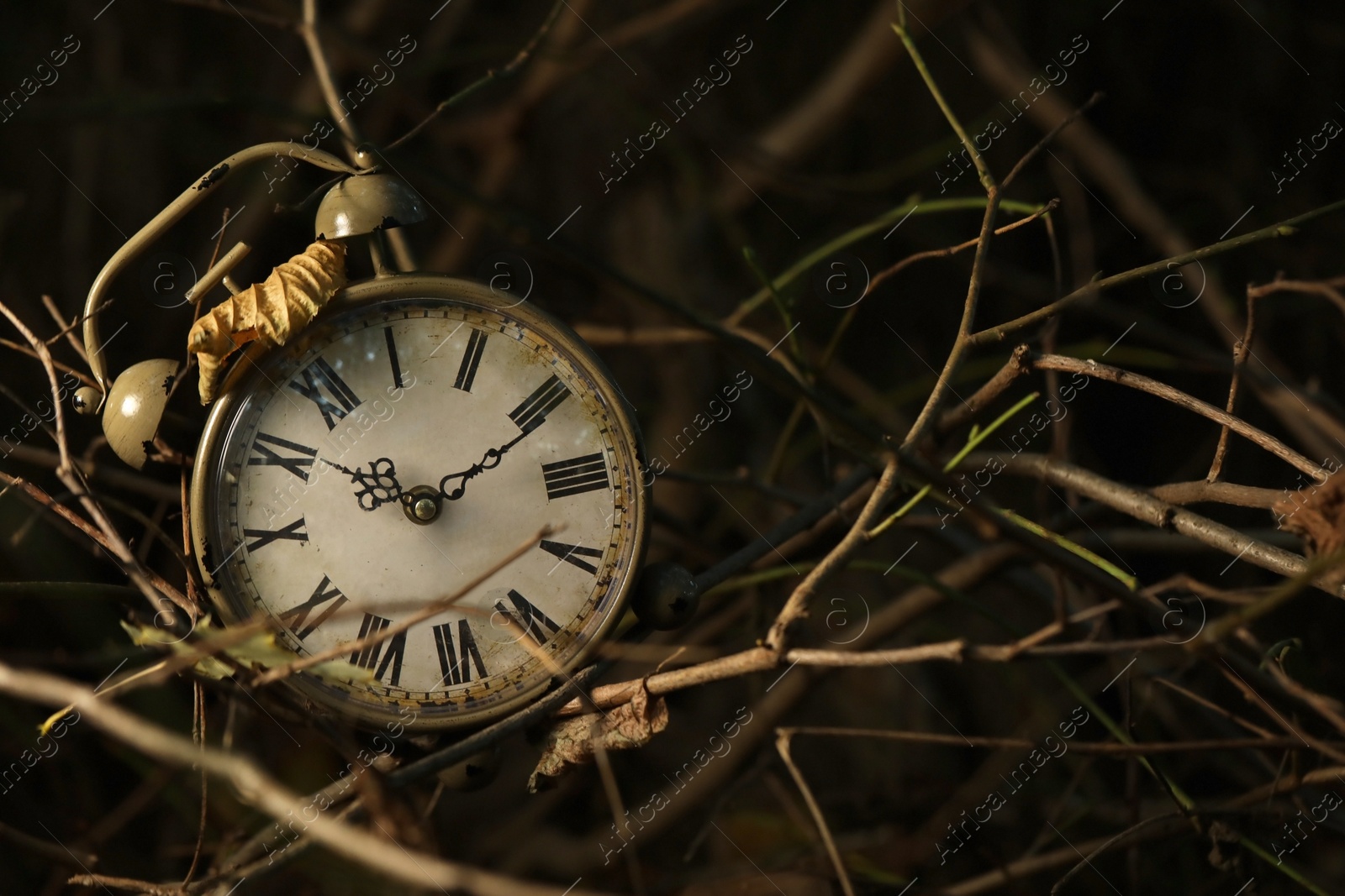 Photo of Alarm clock on dry branches outdoors, closeup. Space for text