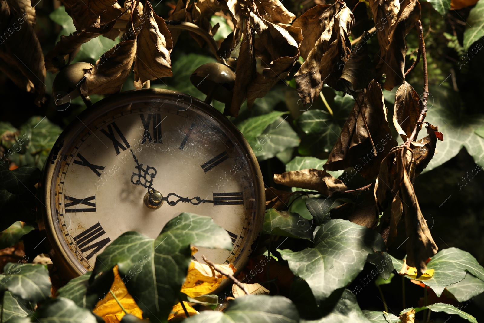 Photo of Alarm clock on fallen dry leaves outdoors, closeup. Space for text