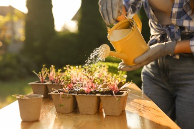 Photo of Woman watering potted seedlings with can at wooden table outdoors, closeup