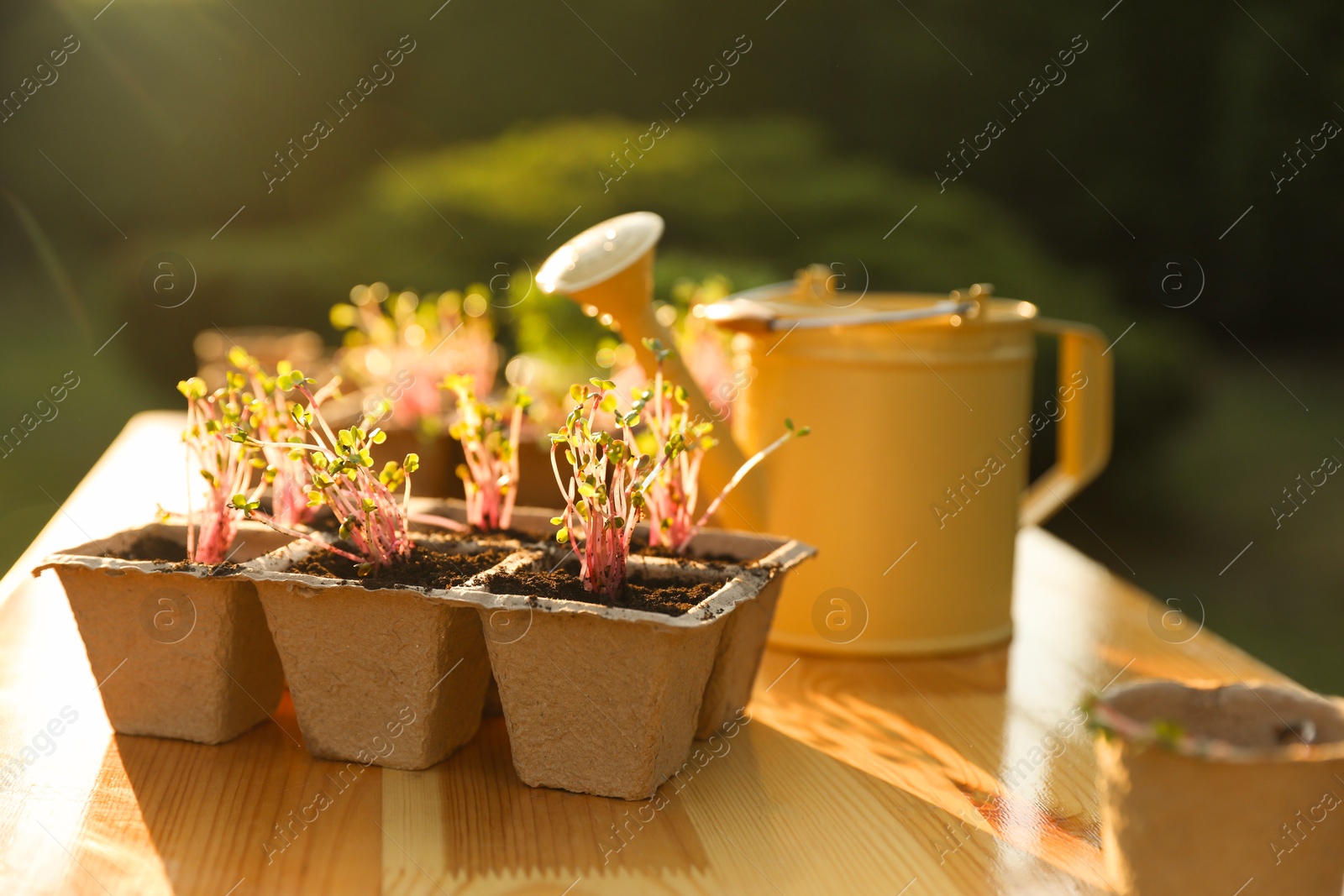 Photo of Potted seedlings and watering can on wooden table outdoors