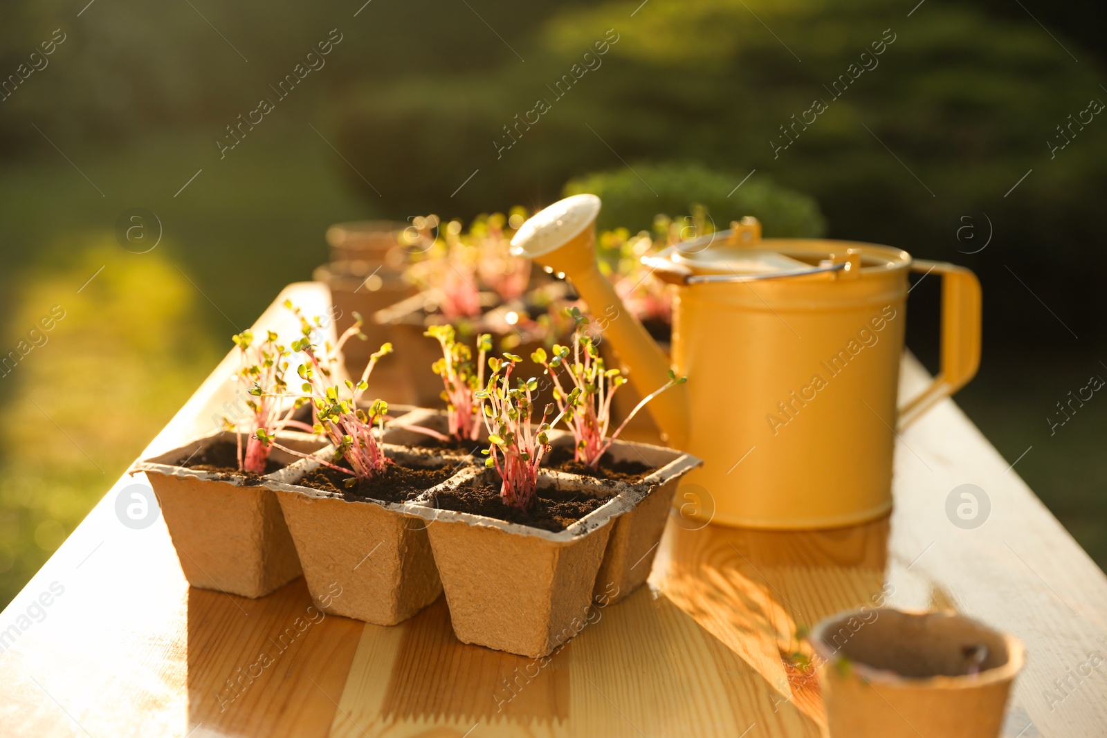 Photo of Potted seedlings and watering can on wooden table outdoors