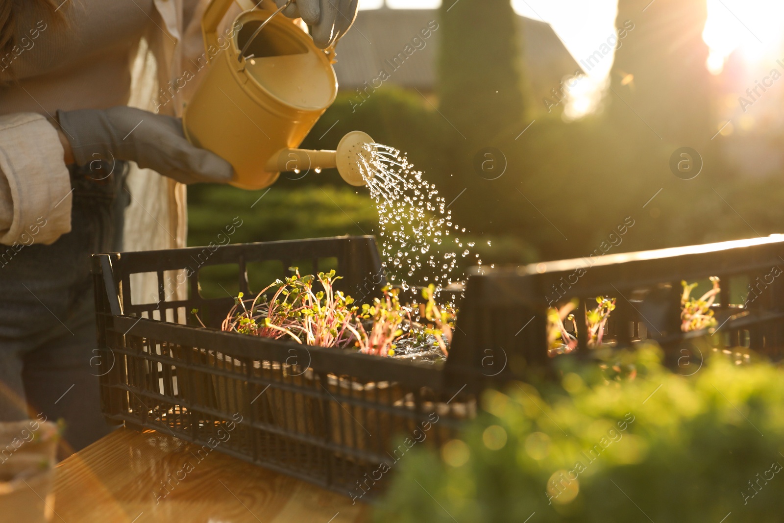 Photo of Woman watering potted seedlings with can at table outdoors, closeup