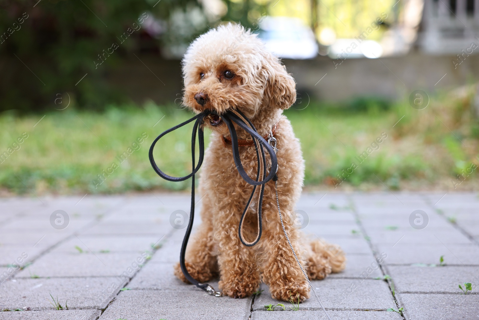 Photo of Cute Maltipoo dog with leash on walk outdoors