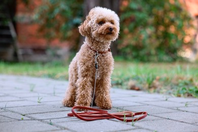 Photo of Cute Maltipoo dog with leash on walk outdoors