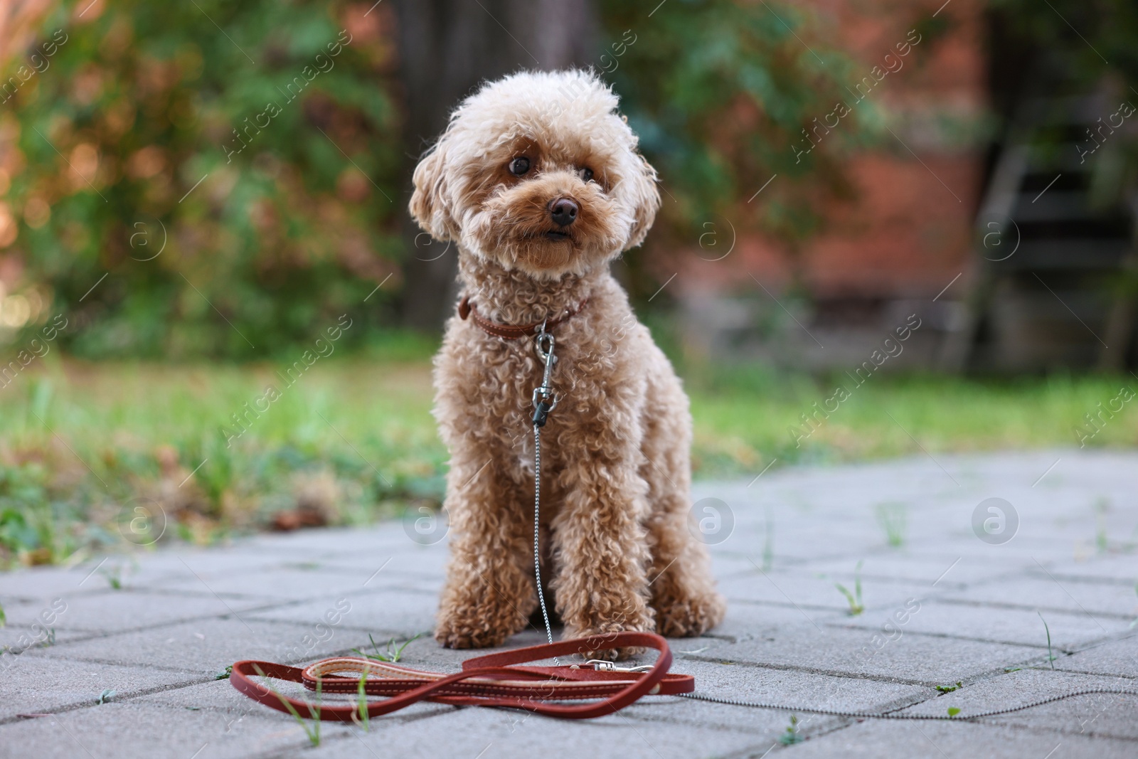 Photo of Cute Maltipoo dog with leash on walk outdoors