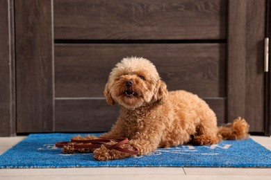 Photo of Walking with dog. Cute Maltipoo with leash near door indoors