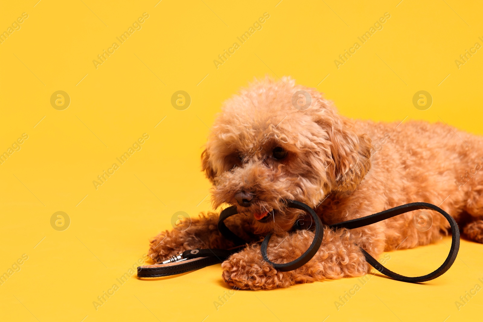 Photo of Walking with dog. Cute Maltipoo with leash on orange background