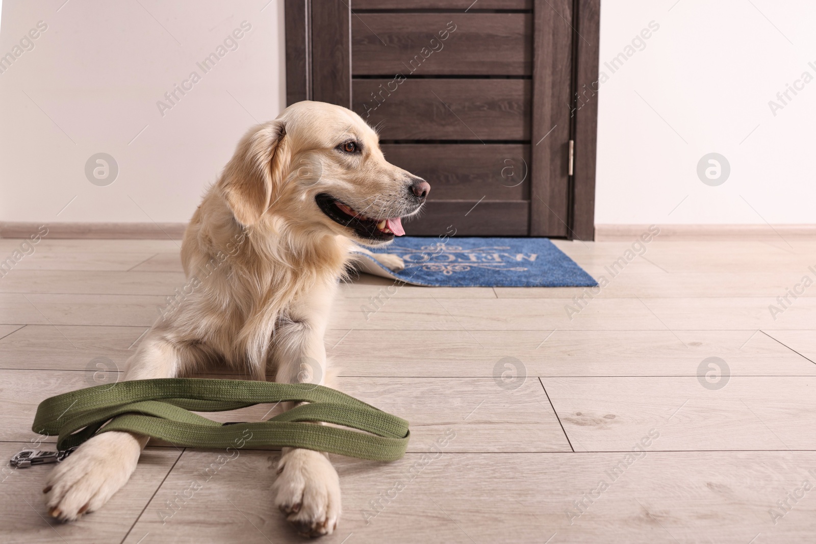 Photo of Walking with dog. Cute Golden Retriever with leash near door indoors