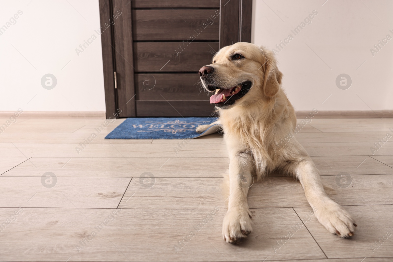 Photo of Walking with dog. Cute Golden Retriever near door indoors