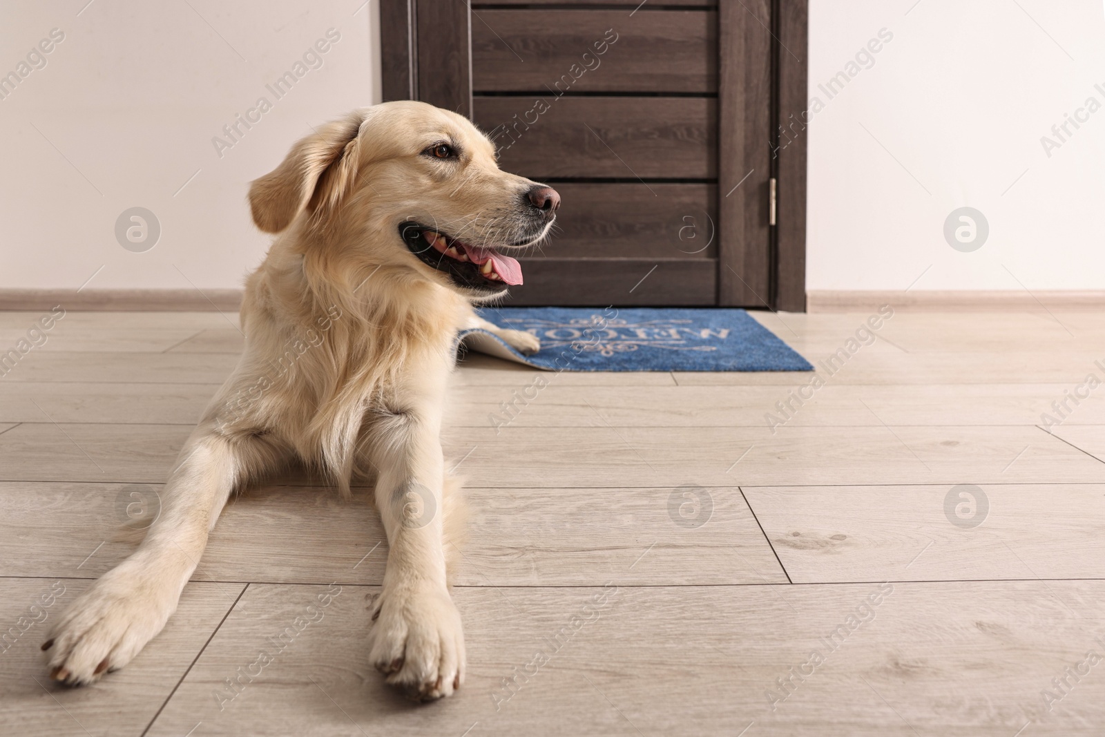 Photo of Walking with dog. Cute Golden Retriever near door indoors