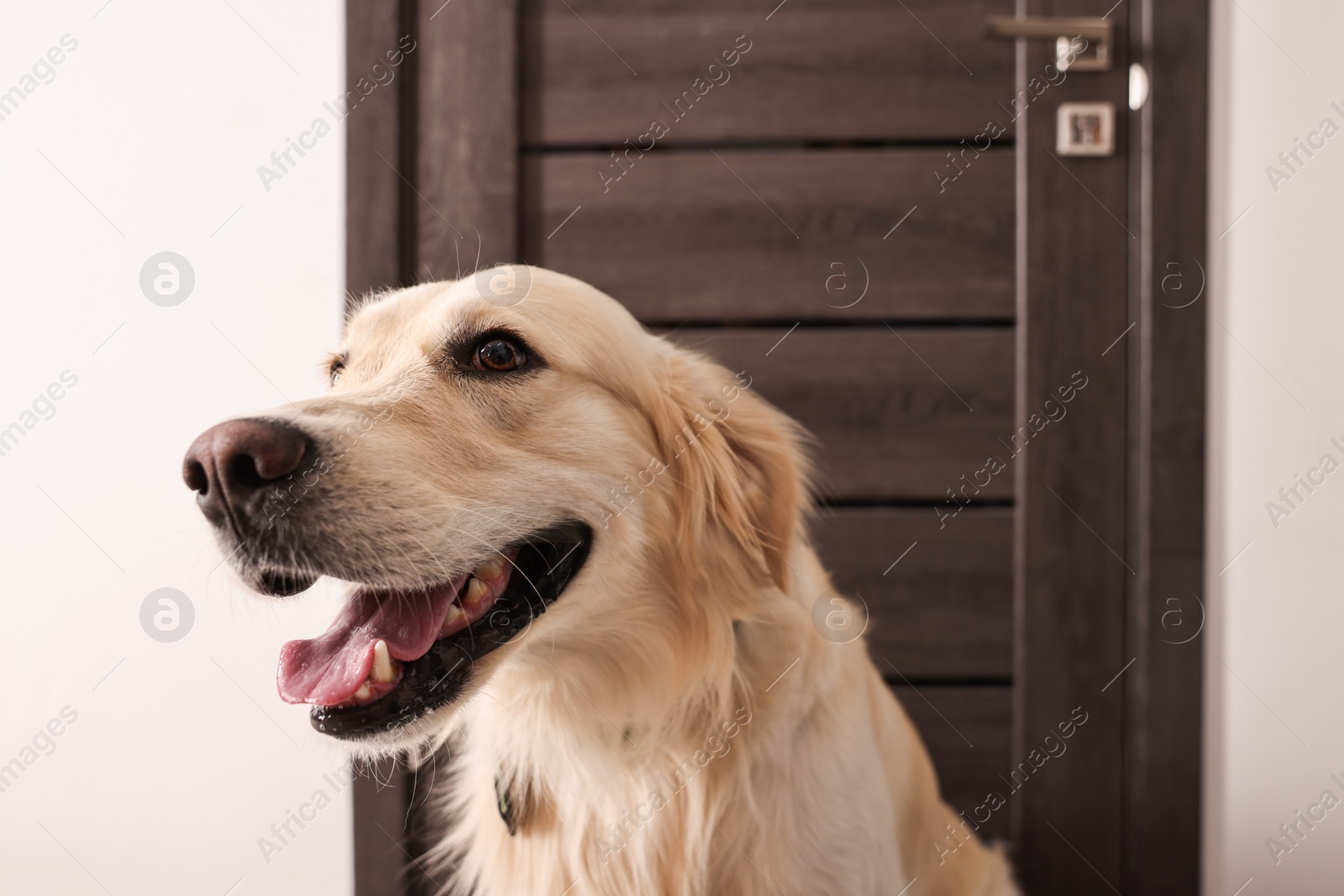 Photo of Walking with dog. Cute Golden Retriever near door indoors