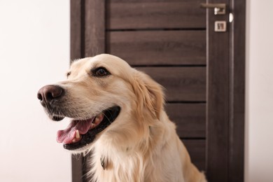 Photo of Walking with dog. Cute Golden Retriever near door indoors