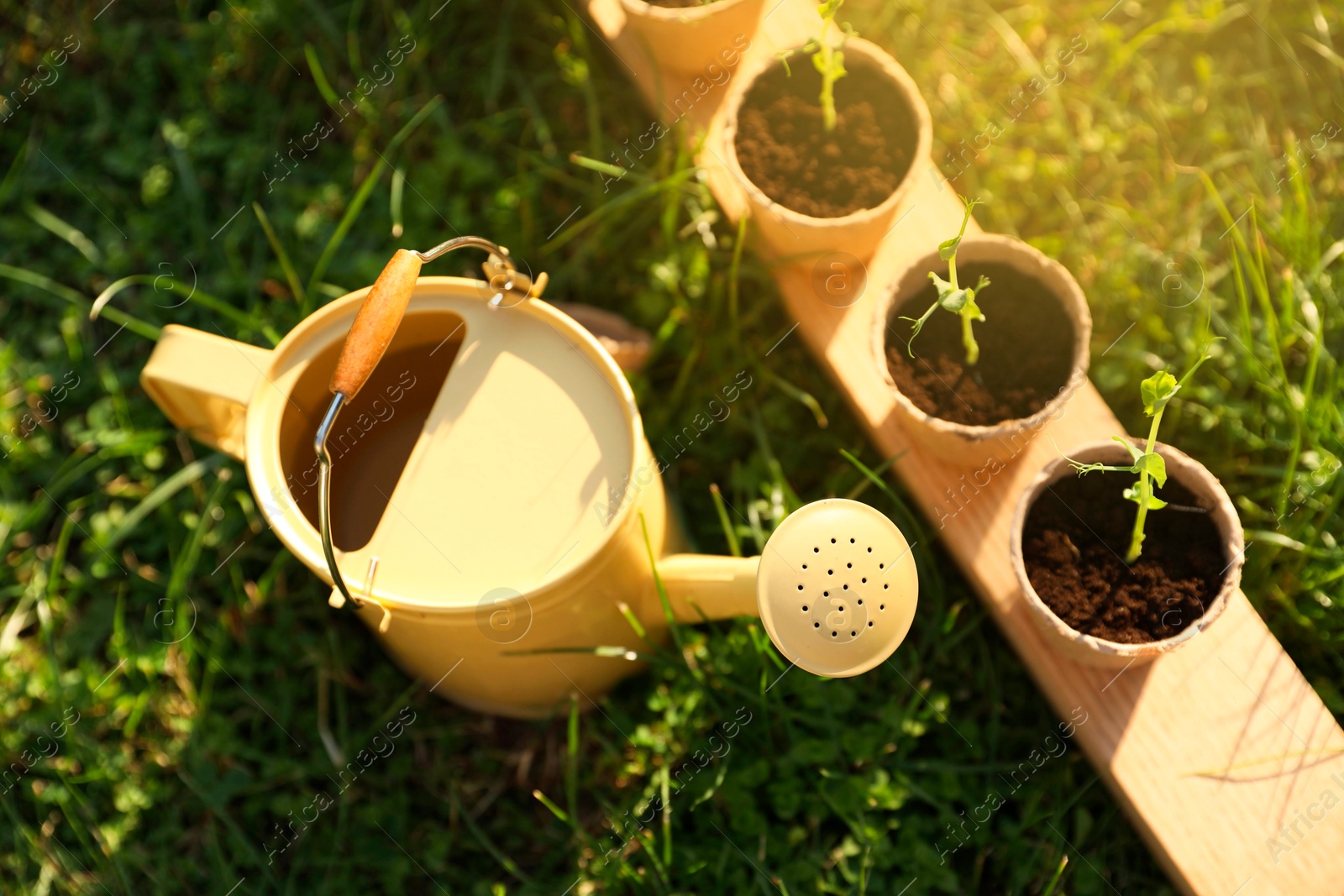 Photo of Potted seedlings and watering can on green grass outdoors, above view