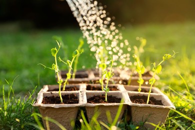 Photo of Watering potted young seedlings outdoors on sunny day, closeup