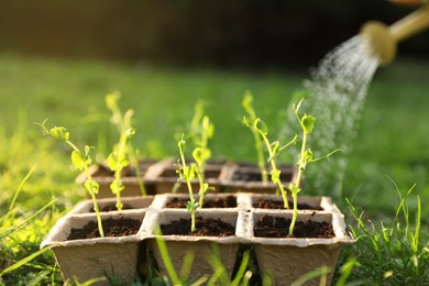 Photo of Watering potted seedlings with can outdoors, closeup