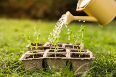 Photo of Watering potted seedlings with can outdoors, closeup