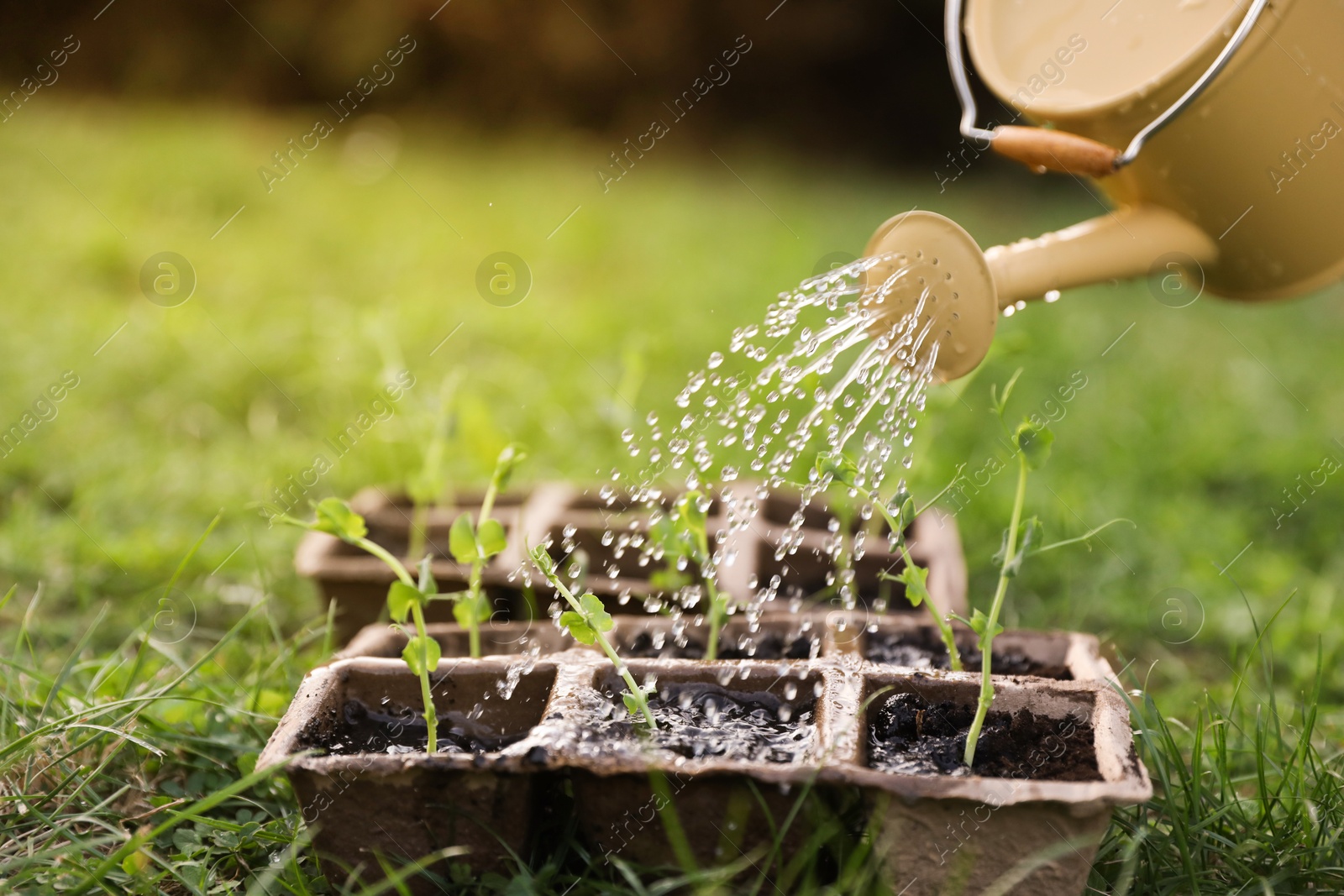 Photo of Watering potted seedlings with can outdoors, closeup