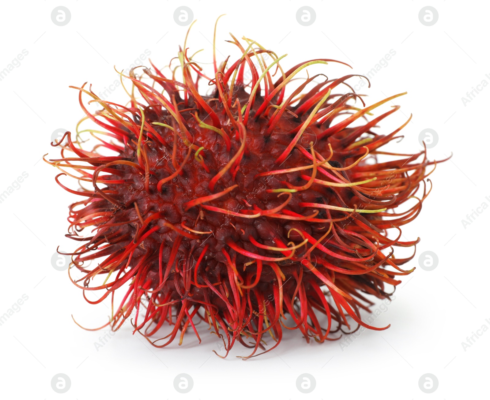 Photo of One whole rambutan isolated on white. Exotic fruit