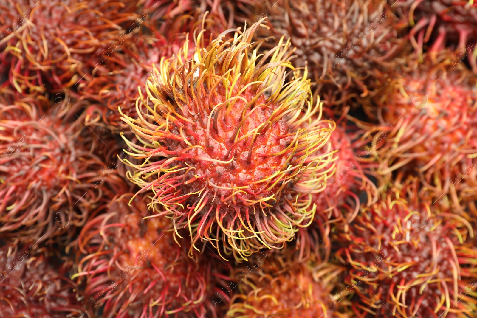 Photo of Pile of fresh rambutans as background, closeup