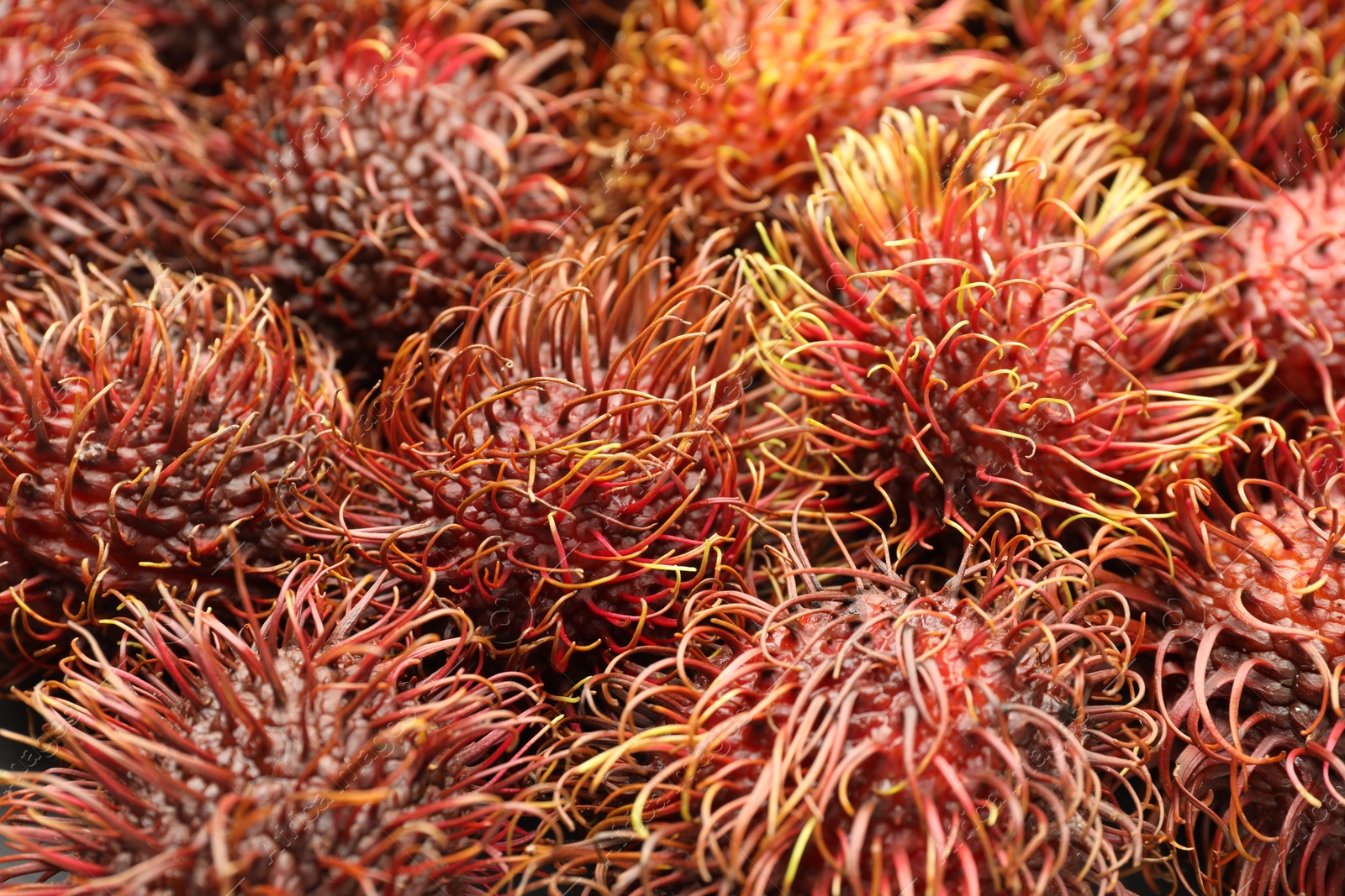 Photo of Pile of fresh rambutans as background, closeup