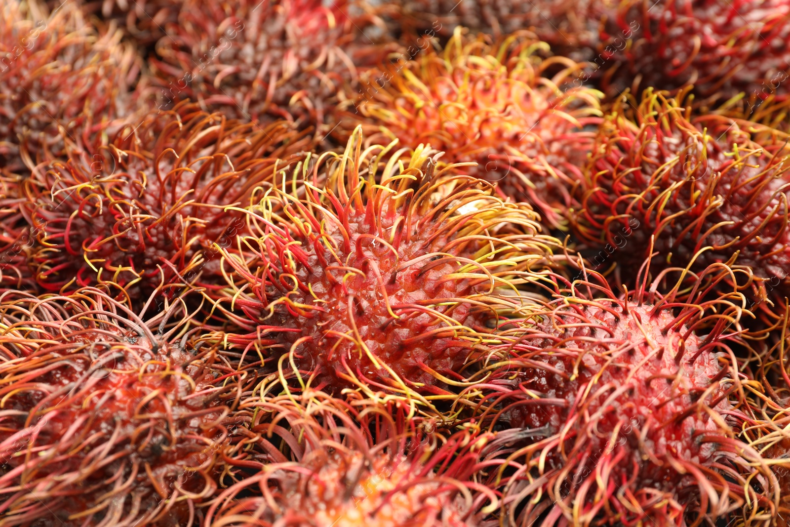 Photo of Pile of fresh rambutans as background, closeup