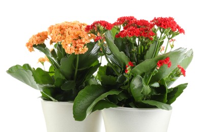 Photo of Different beautiful kalanchoe flowers in pots isolated on white