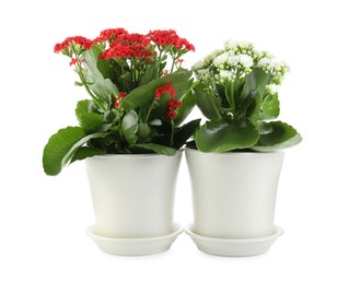 Photo of Different beautiful kalanchoe flowers in pots isolated on white