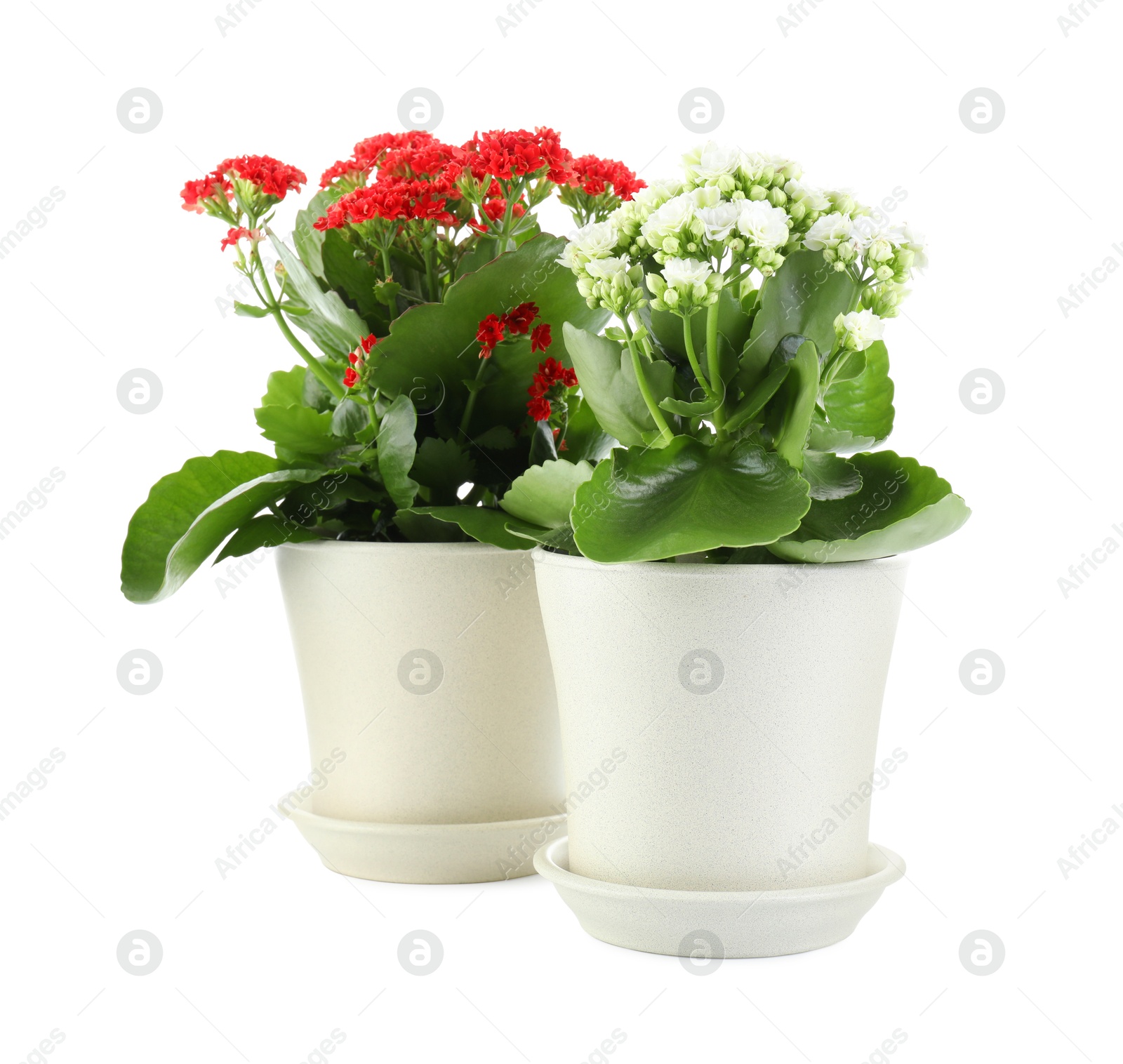 Photo of Different beautiful kalanchoe flowers in pots isolated on white