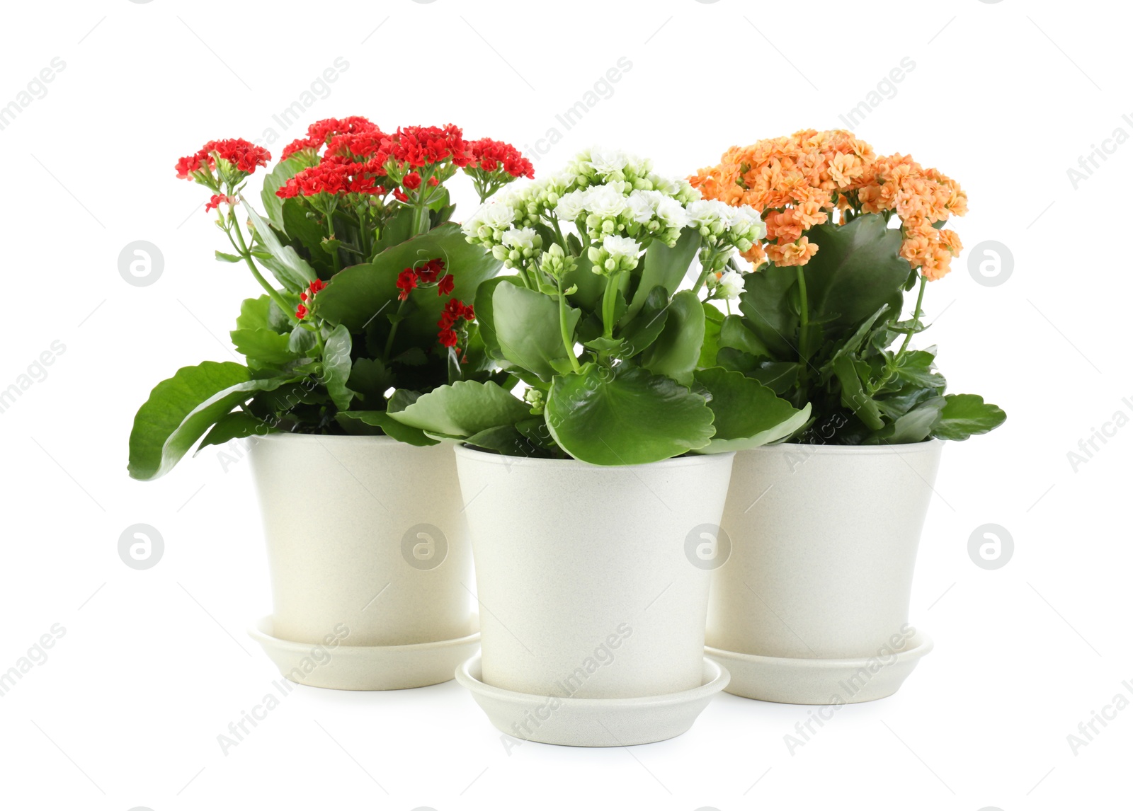 Photo of Different beautiful kalanchoe flowers in pots isolated on white