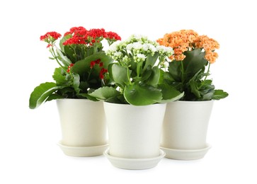 Photo of Different beautiful kalanchoe flowers in pots isolated on white