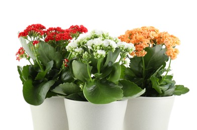 Photo of Different beautiful kalanchoe flowers in pots isolated on white