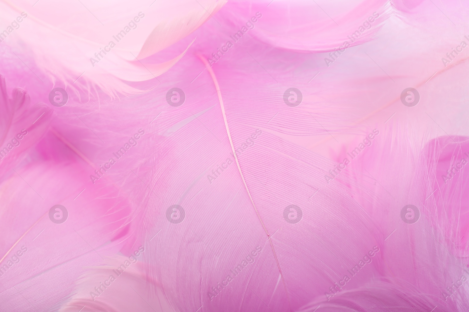 Photo of Beautiful pink feathers as background, closeup view