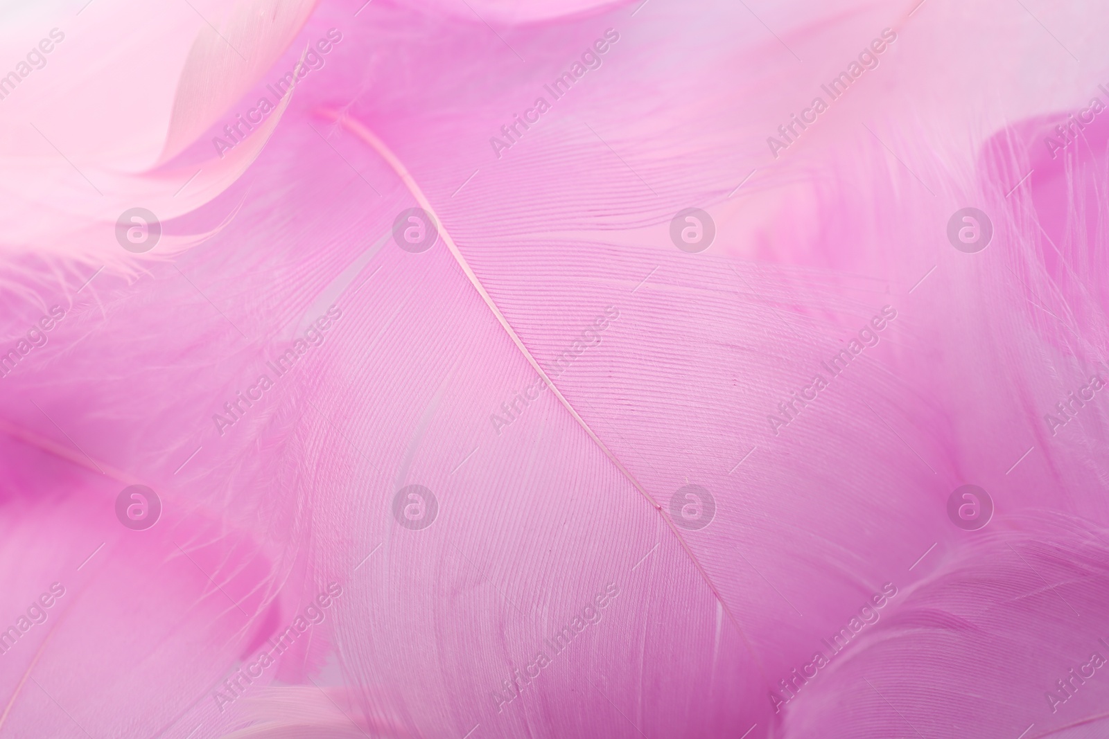 Photo of Beautiful pink feathers as background, closeup view