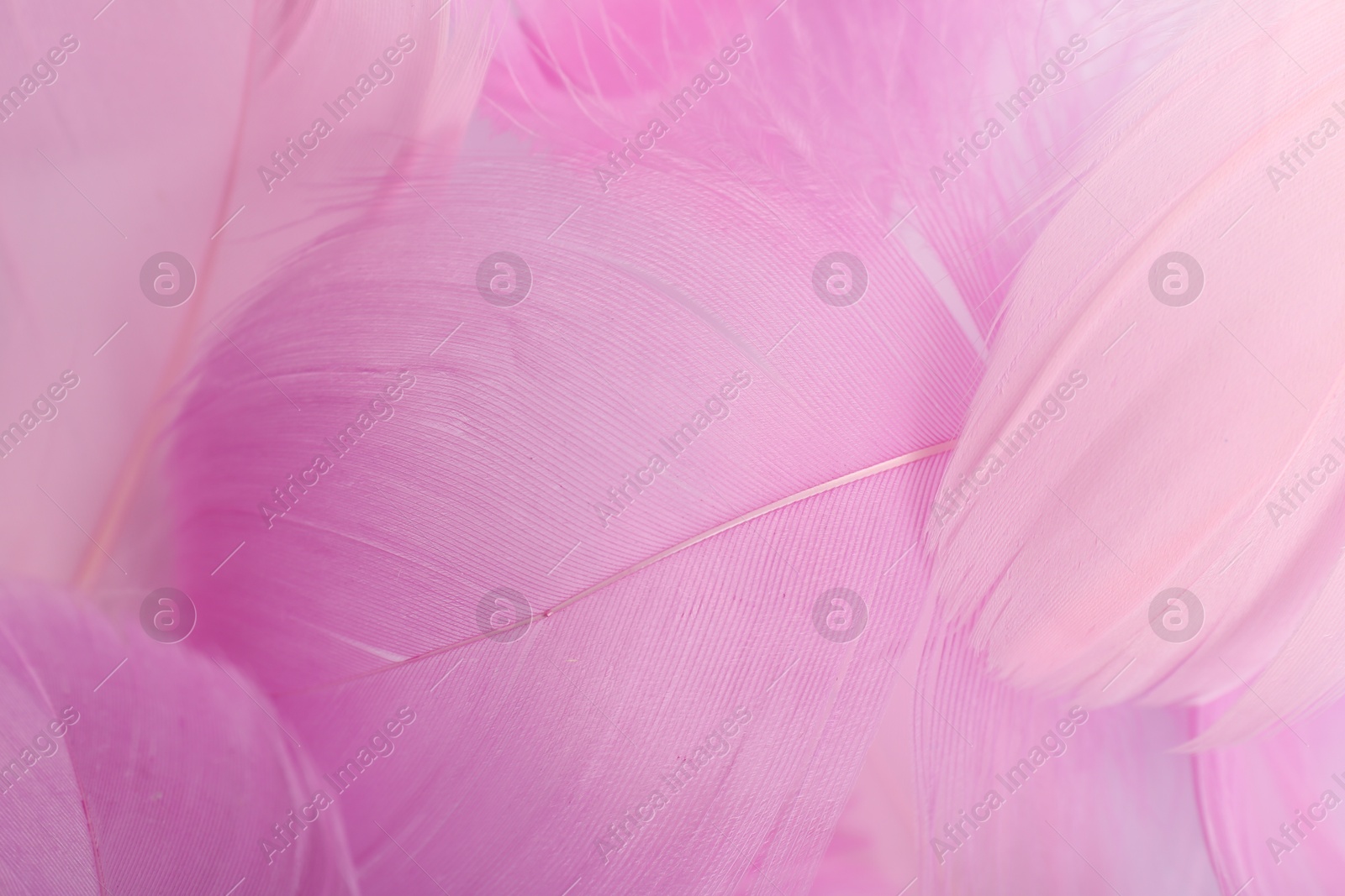 Photo of Beautiful pink feathers as background, closeup view