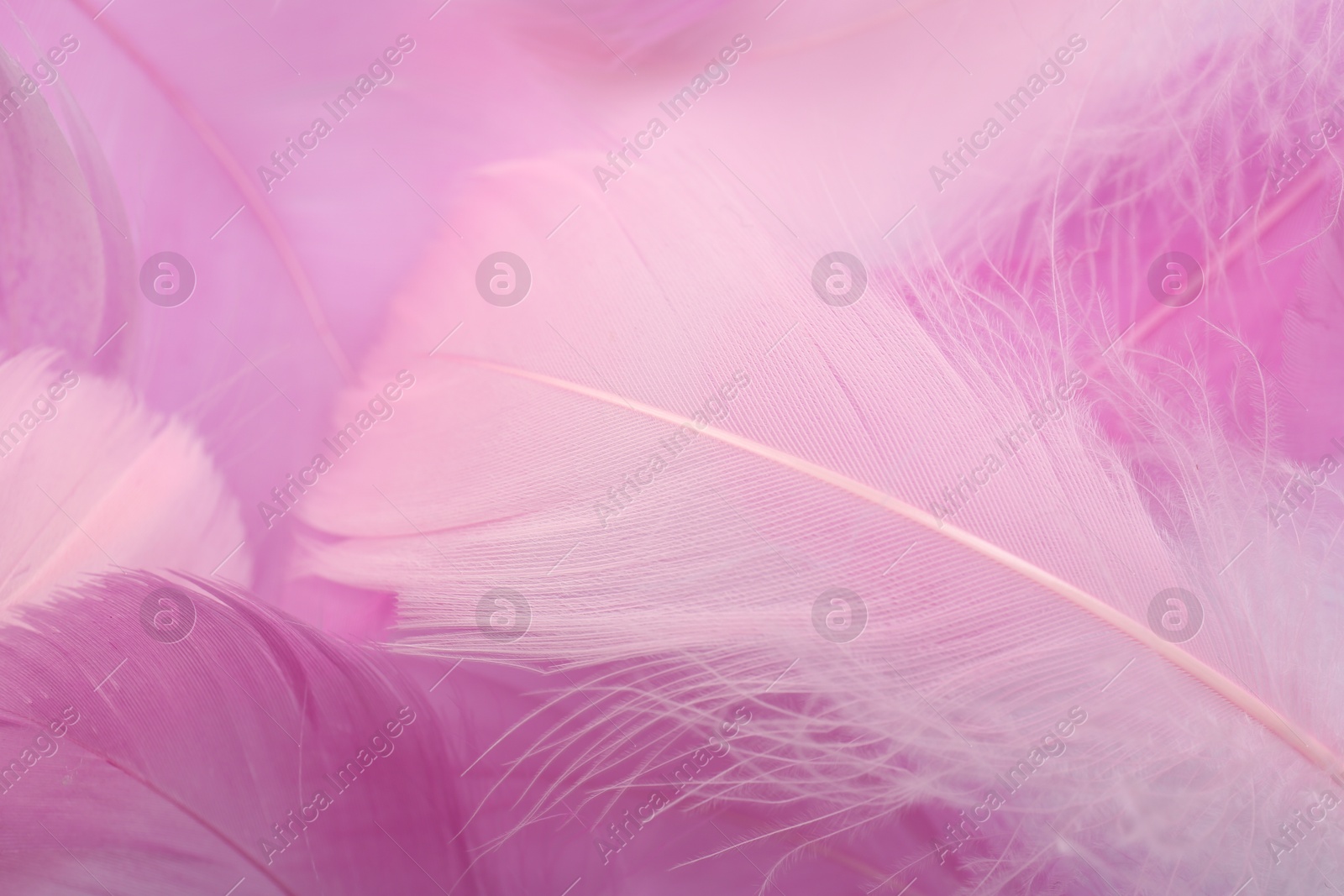 Photo of Beautiful pink feathers as background, closeup view